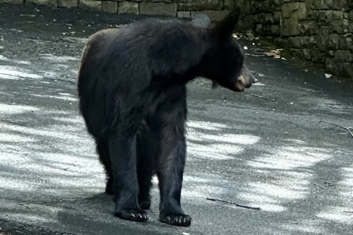 A black bear standing on a quiet paved lane below a dry-stone retaining wall in the North Georgia woods